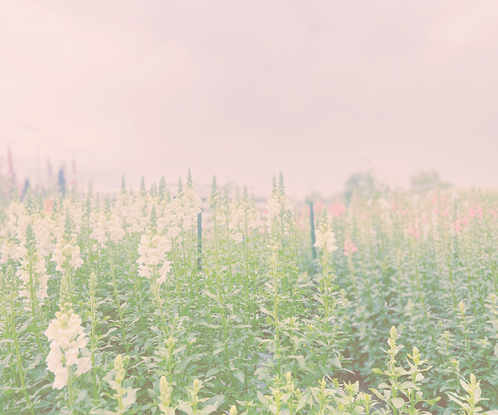 You Pick Flower Field - Goldfinch Hill (3).png