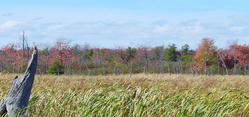 wetlands