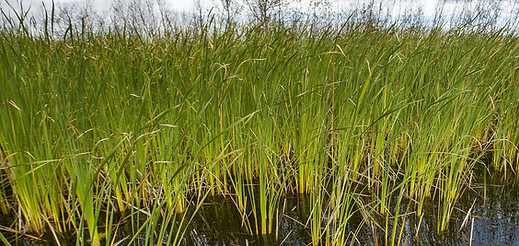 wild rice
