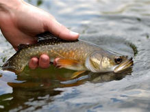 Wondering about Catch and Release - Here are some tips.