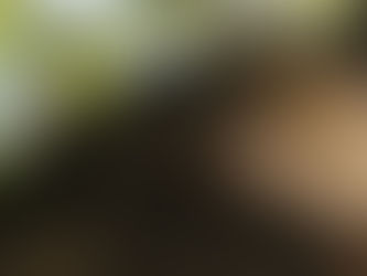 ALIANZA SUSTENTABLE BENEFICIARÁ A MÁS DE 100 NIÑOS Y NIÑAS DE LA CARRETERA AUSTRAL CON LA DONACIÓN DE ÁRBOLES NATIVOS
