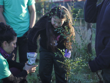 "Siembra un Árbol, Siembra Vida": Más de 100 niños y niñas dan vida a jornadas de reforestación en la Carretera Austral.