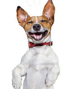 happy-rescue-dogs-dog-module-5g.png