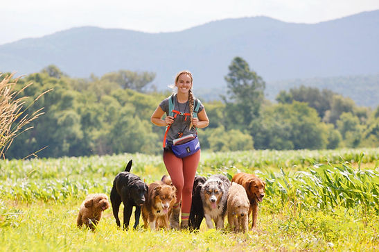 Learn how to become a professional dog walker
