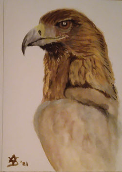 Arend aquarel