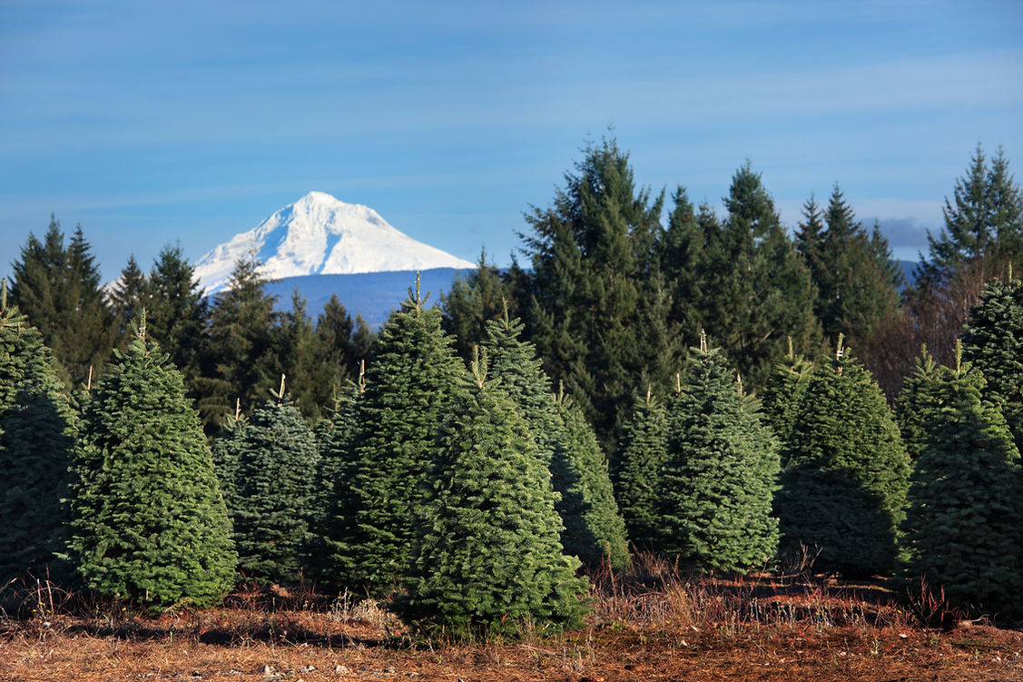 iStock-182367003.jpg