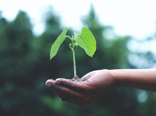 Embracing Sustainable Living: Practical Tips for Reducing E-Waste and Fostering an Eco-Friendly Life