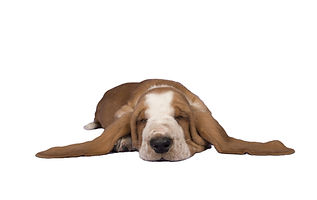Hund mit Verdauungsprobleme