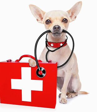 chihuahua dog as a medical veterinary doctor with stethoscope and first aid kit ,isolated