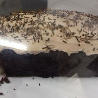 Thumbnail: 1lb/2lb Loaf Cake (Each) - Various Flavours (incl Sugar Free and/or Vegan)