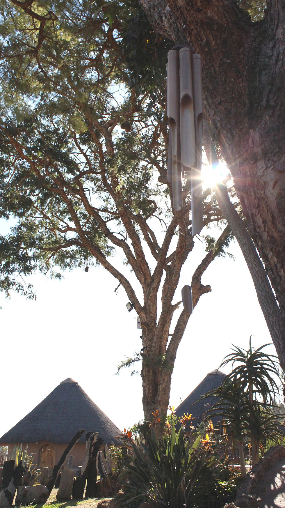 Sunshine through trees