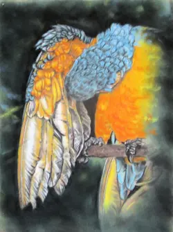 McCaw Abstract from the series Notable Birds / Abstrait de la série Oiseaux Notables