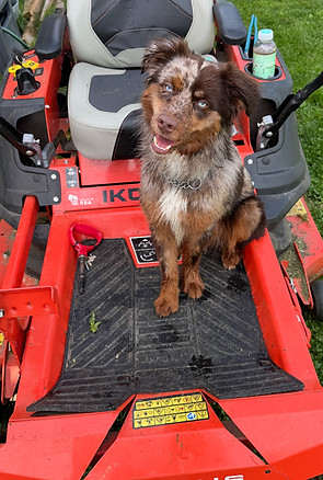 Nash sitting on the lawn mower