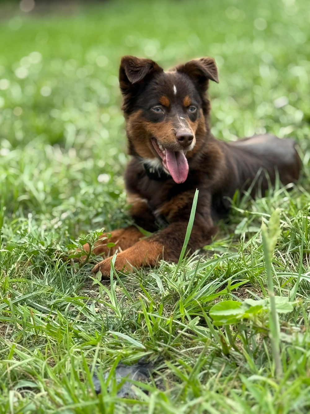 Ember laying down in the grass