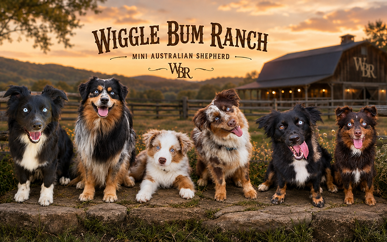 Six dogs on a sunset ranch.png