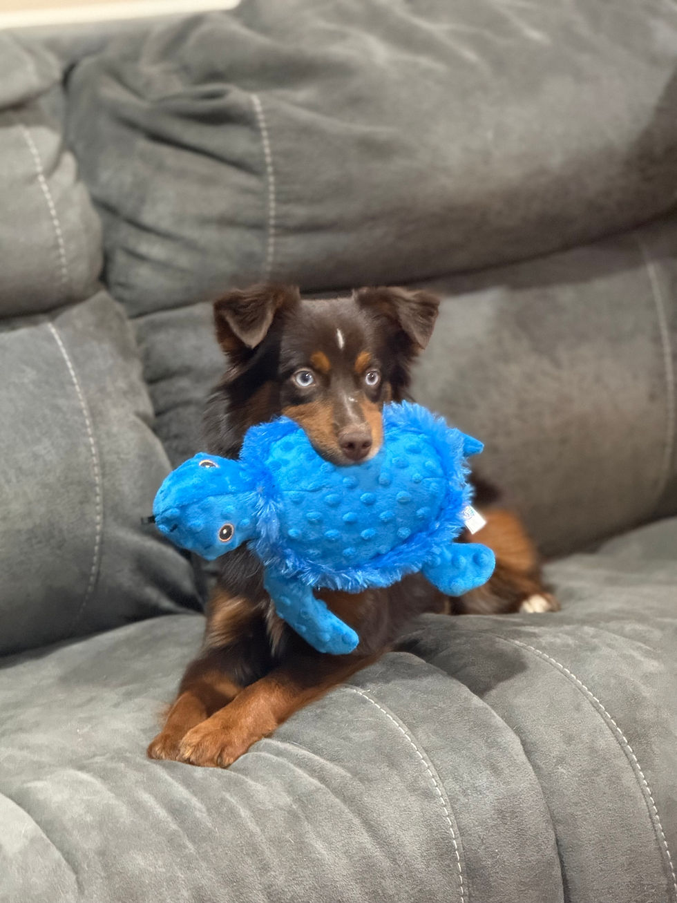 Ember holding her turtle on the couch