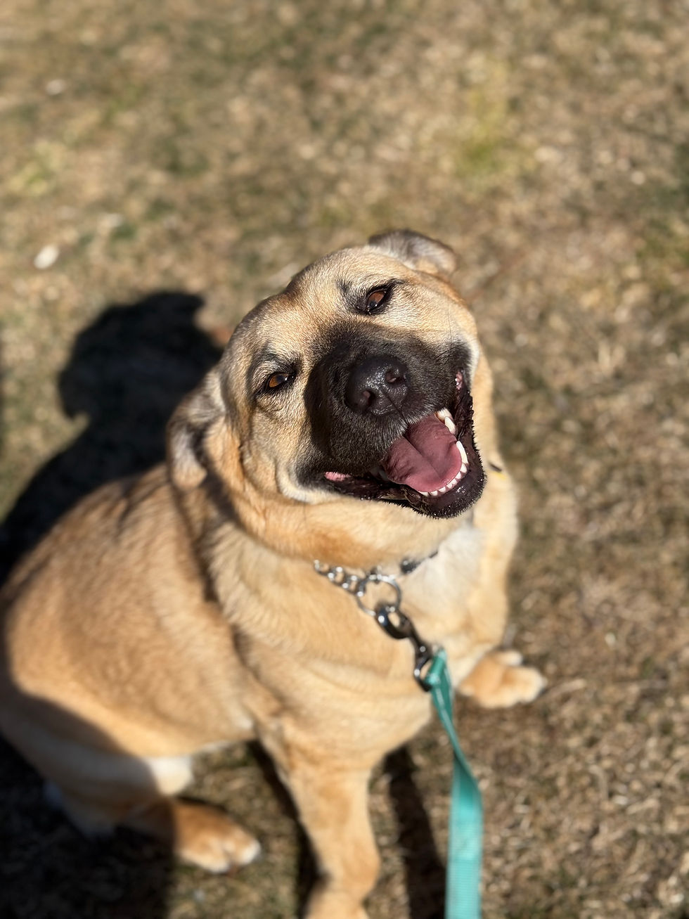 Maple sitting outside while boarding with a huge smile on her face
