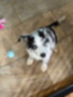 Lilo 1/12/26