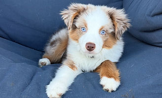 Yogi the Australian Shepherd puppy with blue eyes resting on a sofa