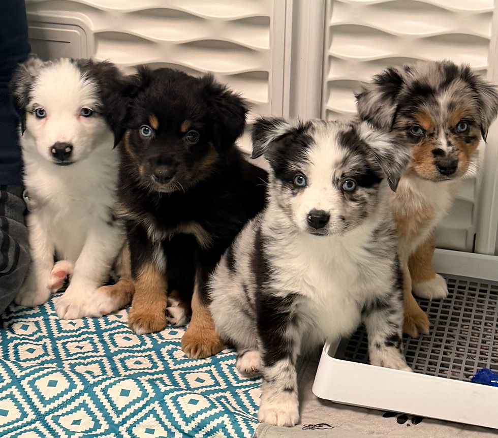 Kiara's puppies with Ollie