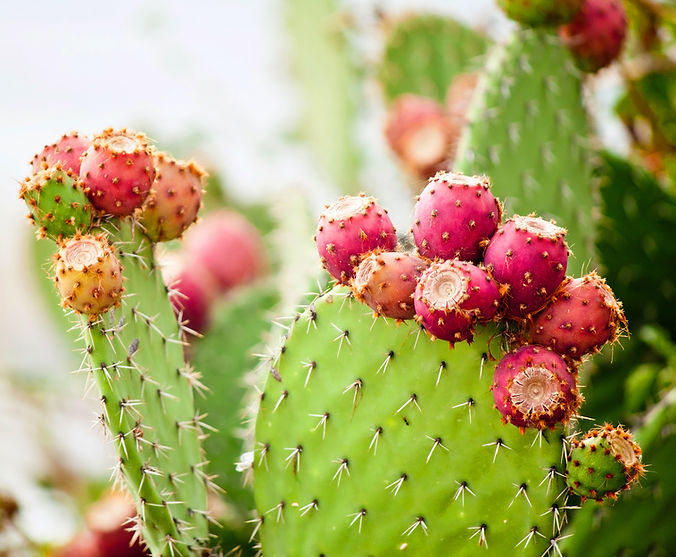 iStock-484572810.jpg