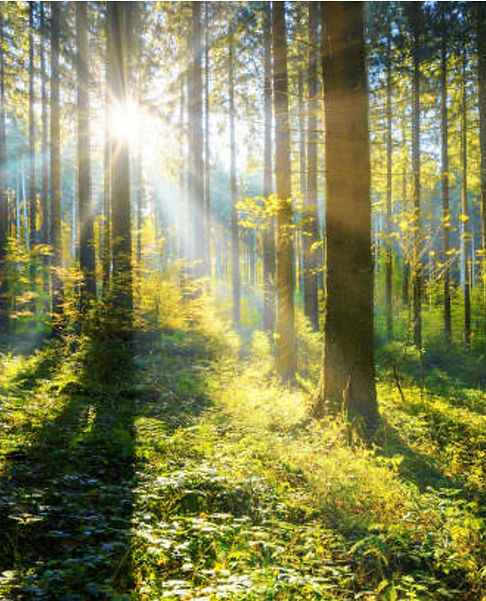 Forest.jpg