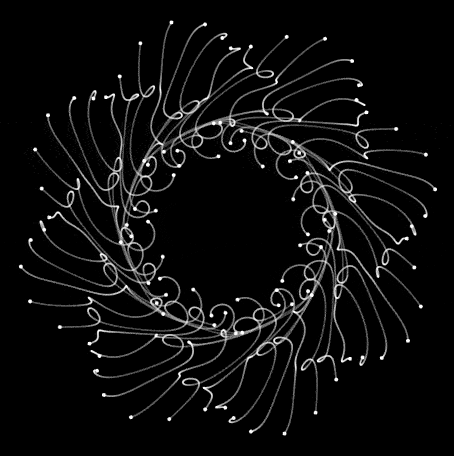 Organic Flower Movement
