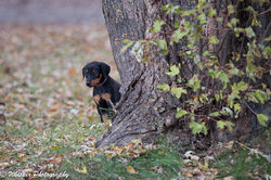 Puppies-112.jpg