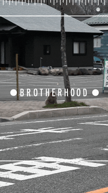ScreenContent_2.gif