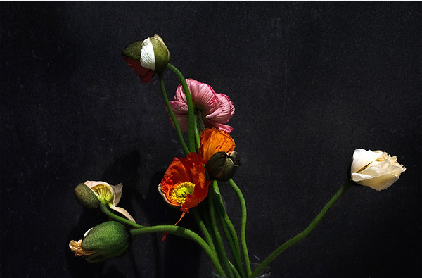 EXTRA_Irene Sema_poppy_print.jpg