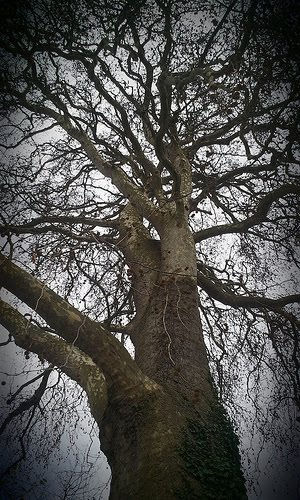 Finding the tallest tree in London.