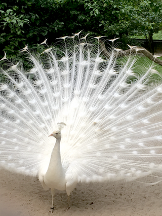 ベルリン郊外 孔雀島で夏の自然を満喫 ベルリン郊外 孔雀島で夏の自然を満喫