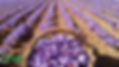 H6DDOKLFCZG2VLQID23W6HY56A.jpg