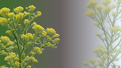 Untitled design (1).png