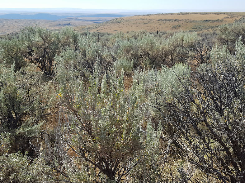 Landscape_CRP_DC_20170728.jpg