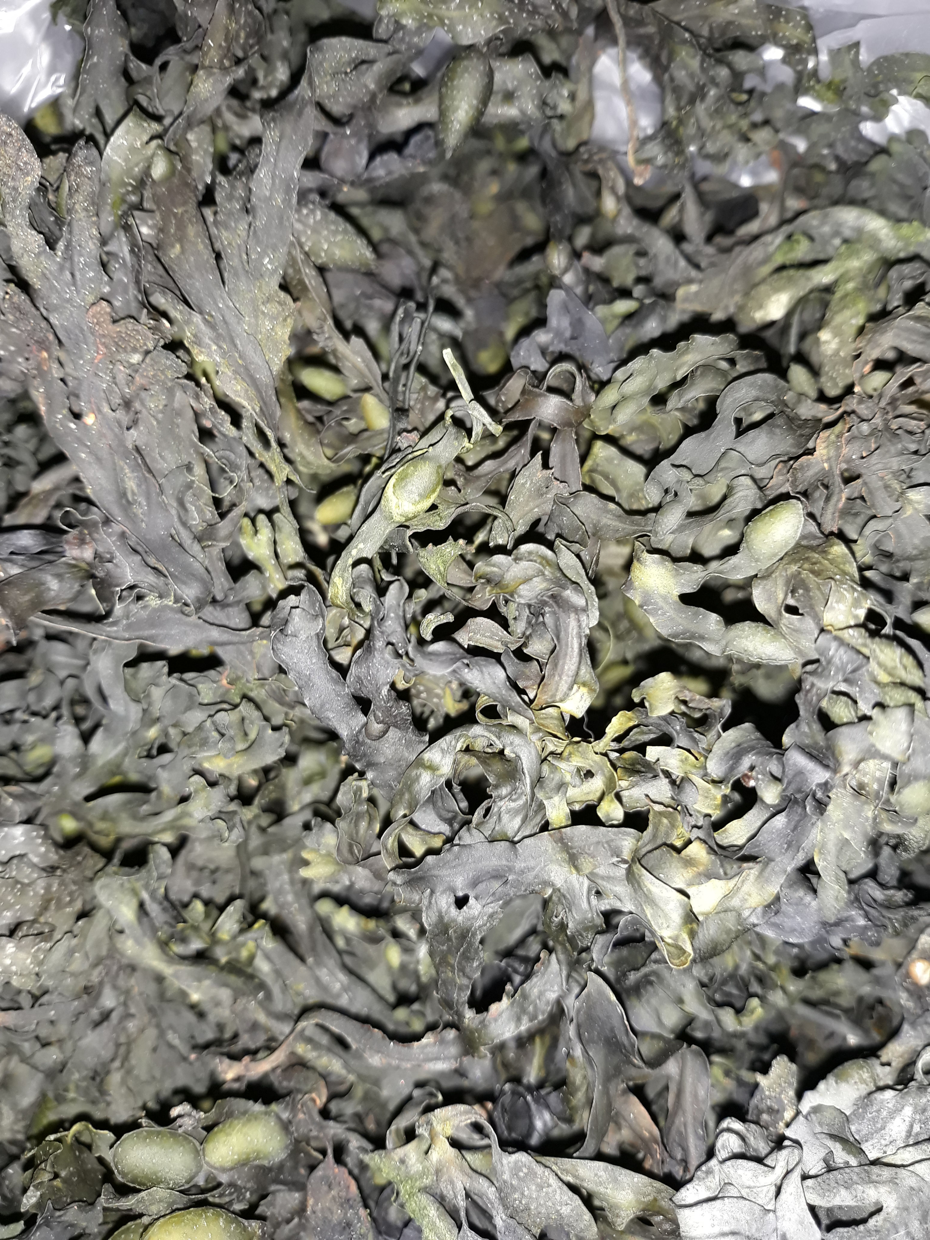 BLADDERWRACK (FUCUS VESICULOSUS)