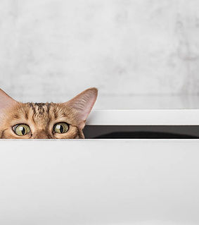 bengal-cat-hiding-in-a-drawer_Svetlana-R