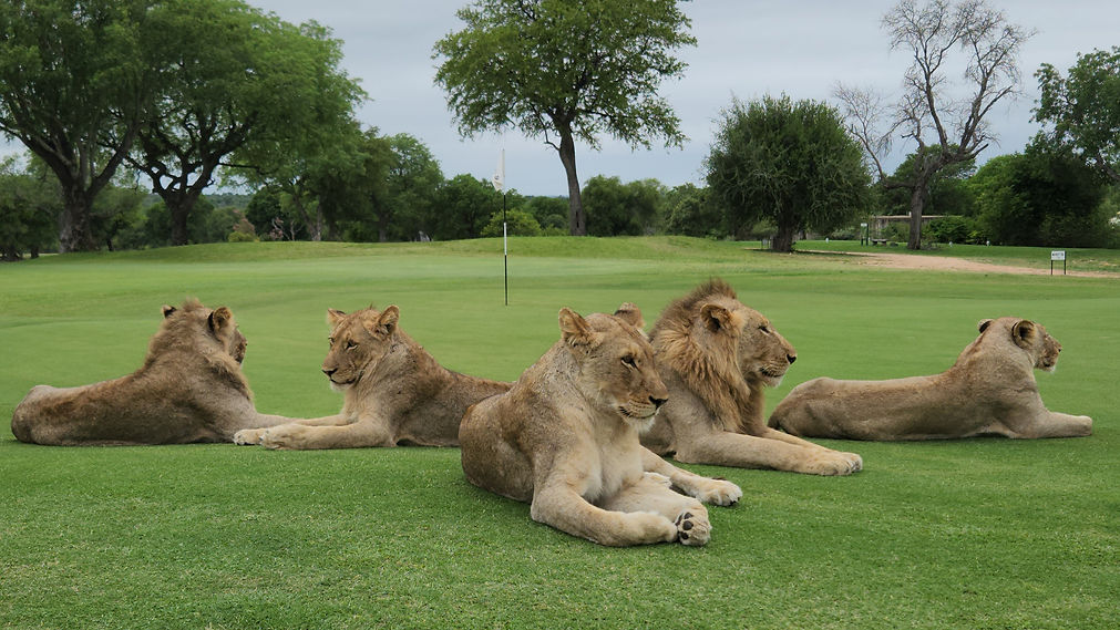 lions on course.jpg