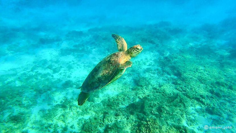 Turtle.jpg