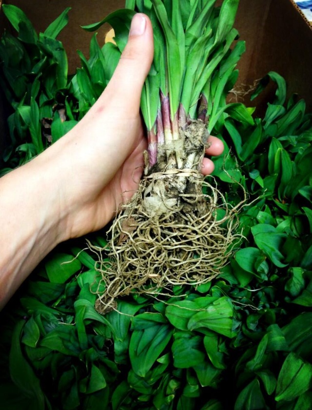 South Carolina Ramps