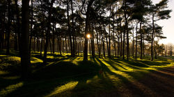 Vimy Ridge Trees