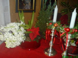 Juleblomst