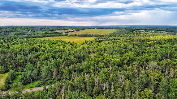 farmand forests-01.jpeg