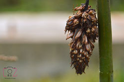 The flower that looks like a pine cone
