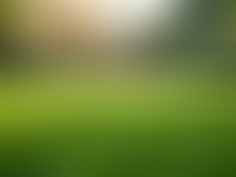 Why Choose Verdant Turf Co. for Your Lawn Needs?