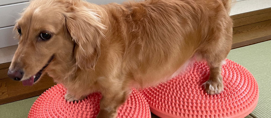 動物のリハビリテーションについて知ってますか?の巻