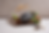 POTAGER--14.png