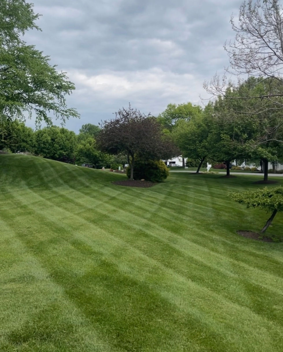 A mowed lawn