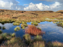 Peatland Restoration Grinton