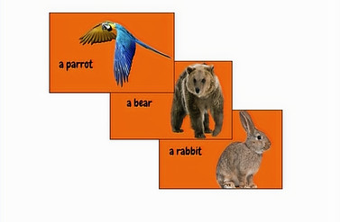 Flashcards animaux